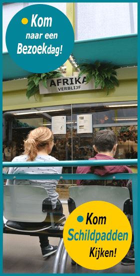 Kom op een bezoekdag Schildpadden kijken
